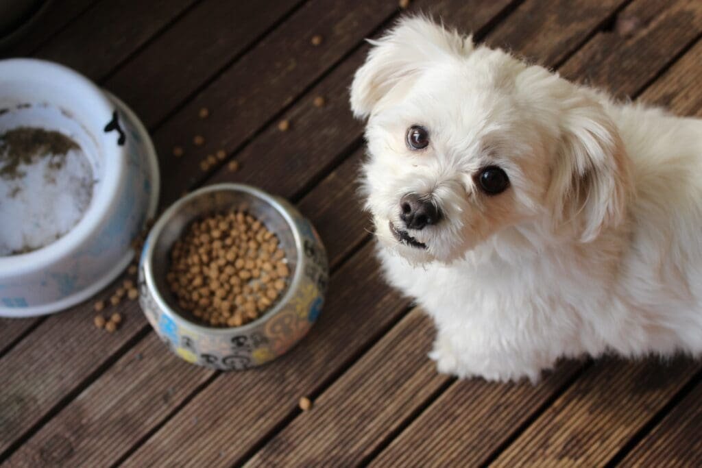 Pet Food & Treats pet food