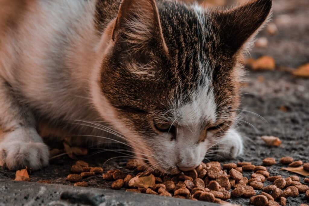 Cat Not Gaining Weight But Eating