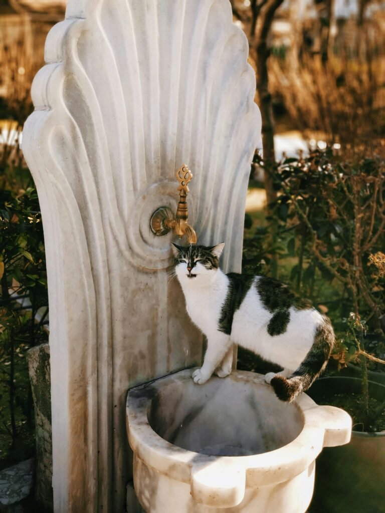 cats hate water