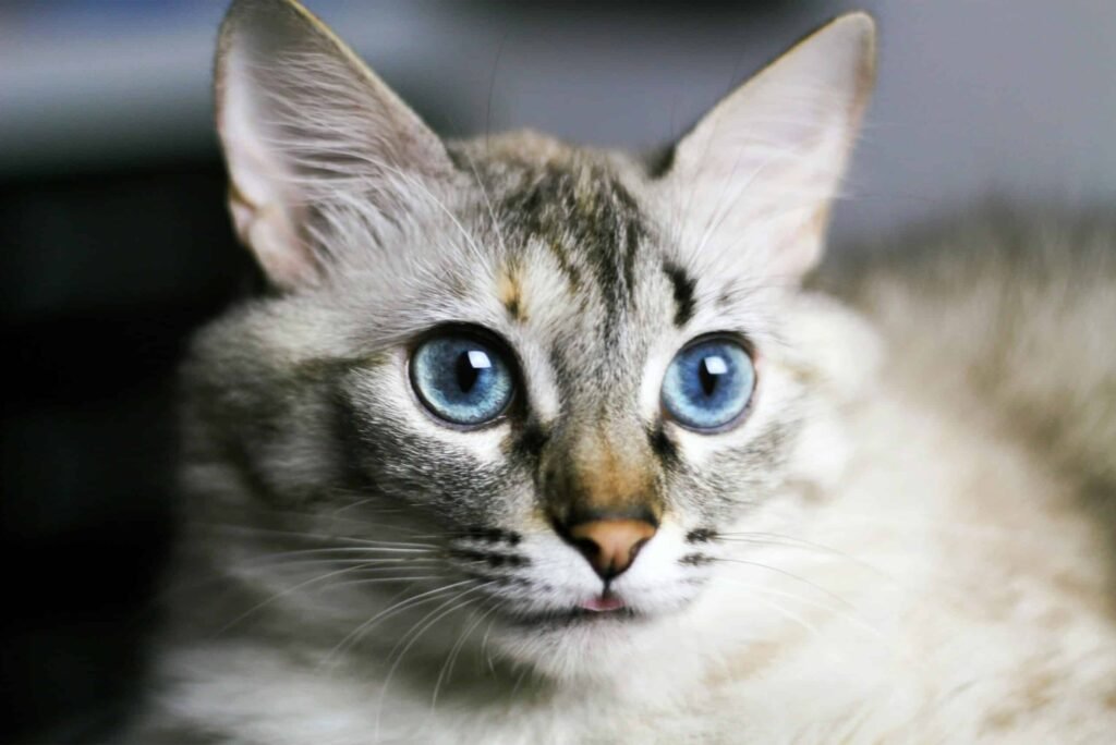 Types Of Cats With Blue Eyes       