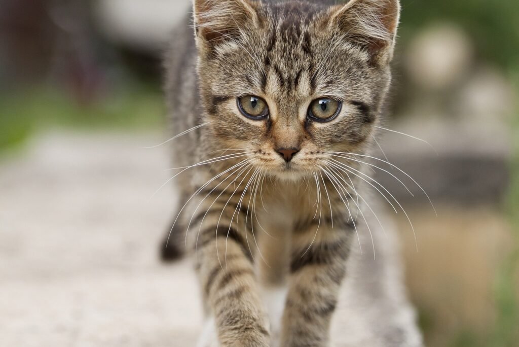 10 Amazing Facts About Dark Grey Tabby Kittens