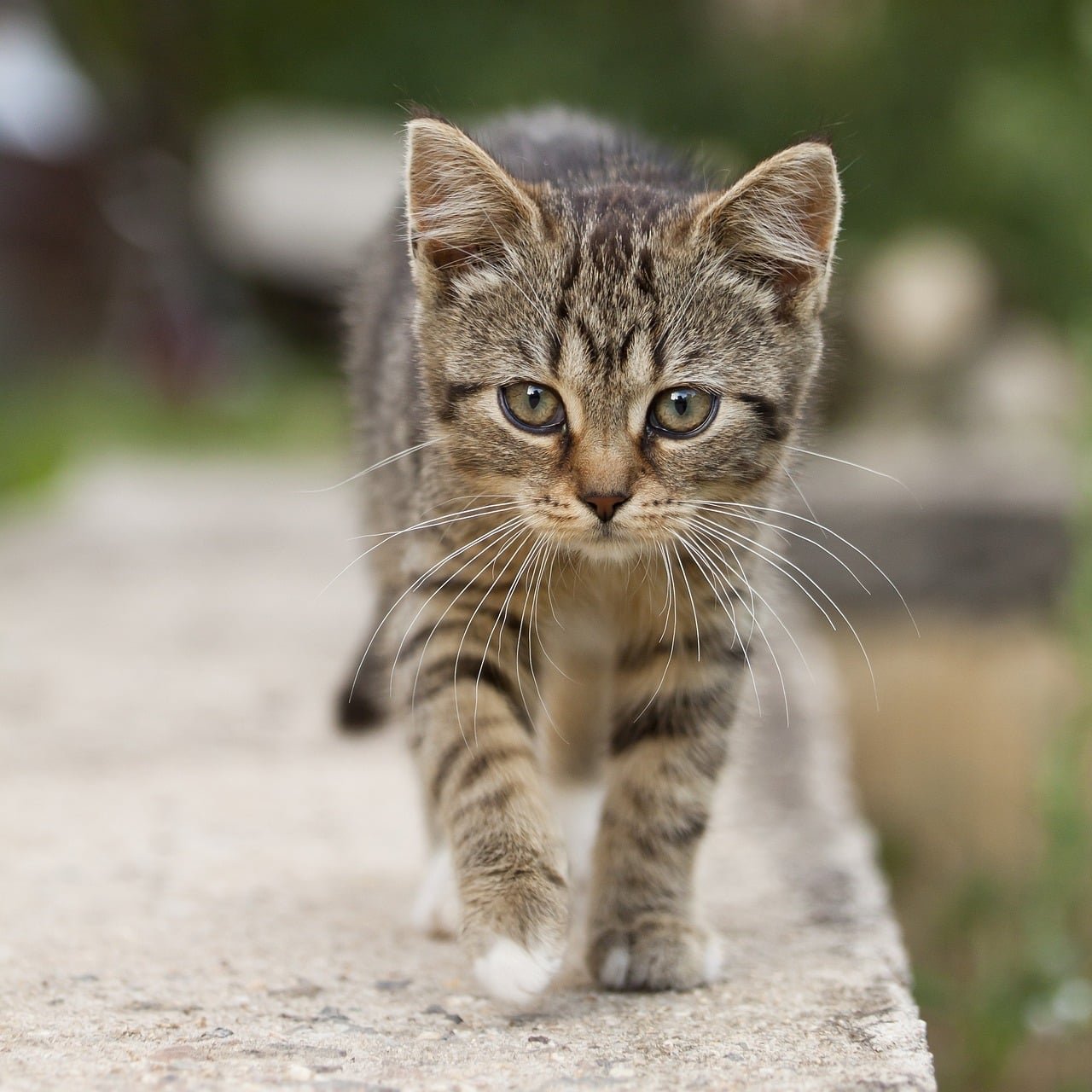 10 Amazing Facts About Dark Grey Tabby Kittens