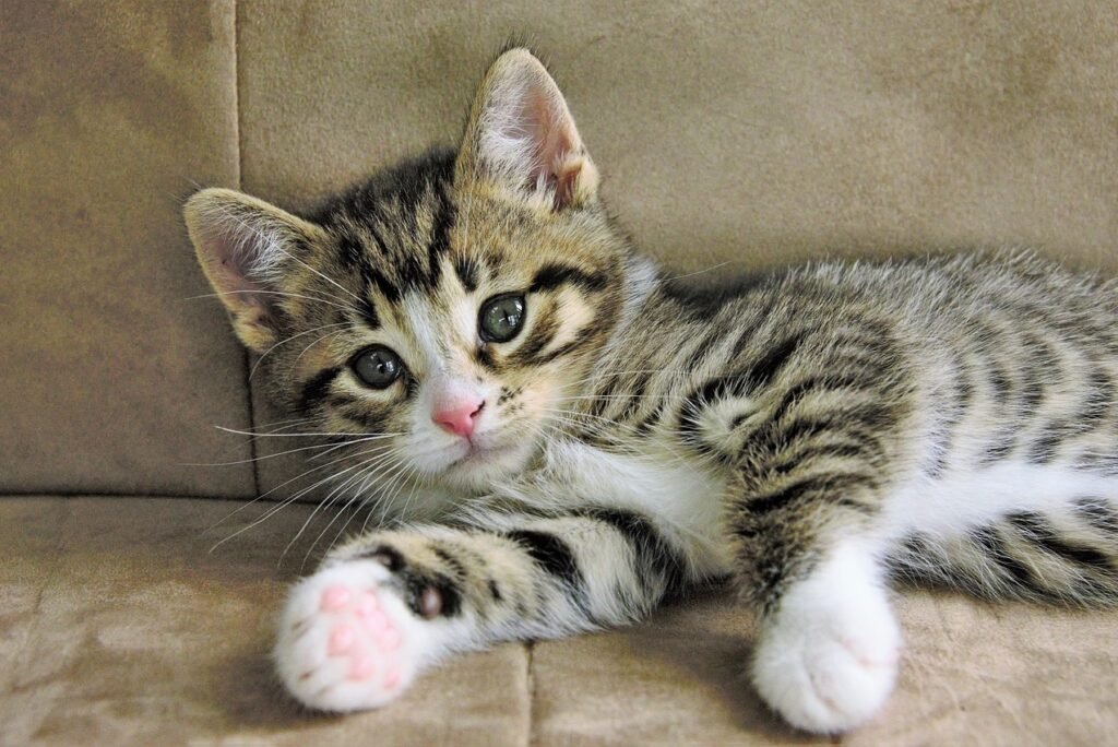 The Enchanting World of Dark Grey Tabby Cat Kittens