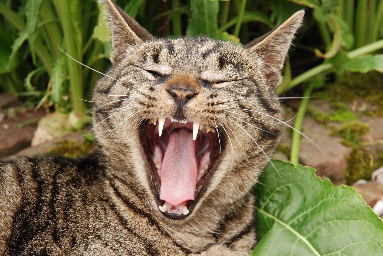 Why Do Cats Grind Their Teeth?