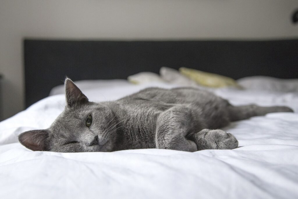 Cat Bed Cave