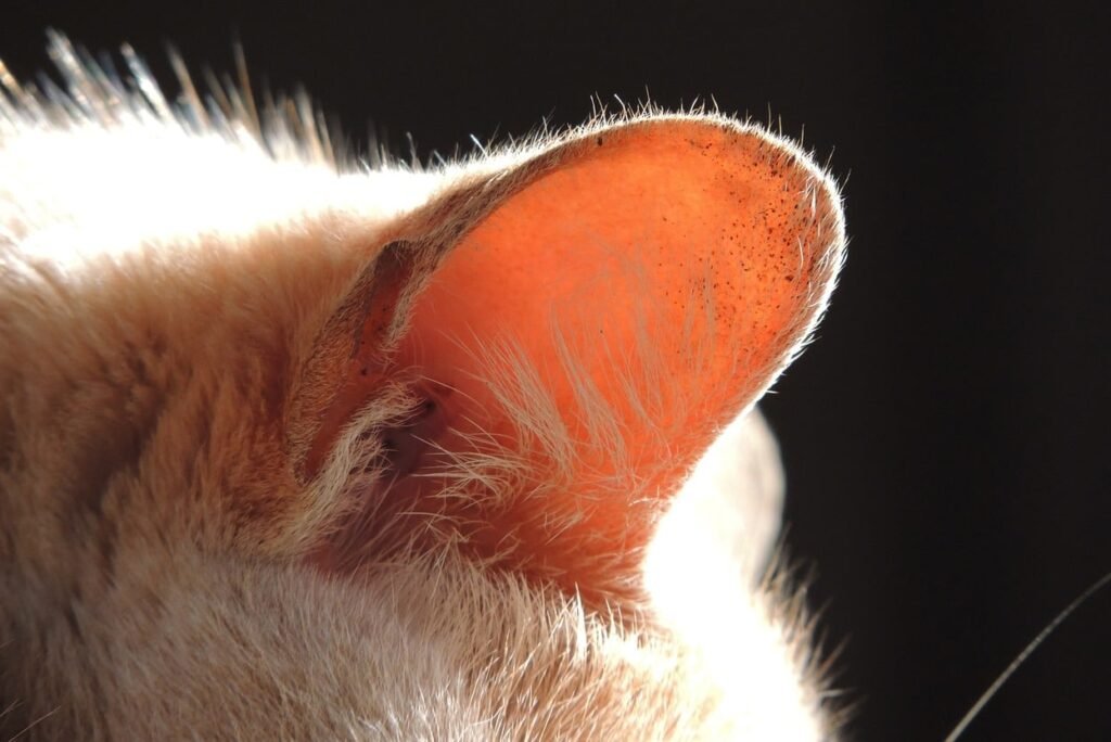 Red Cat Ears: Causes, Symptoms, and Treatment