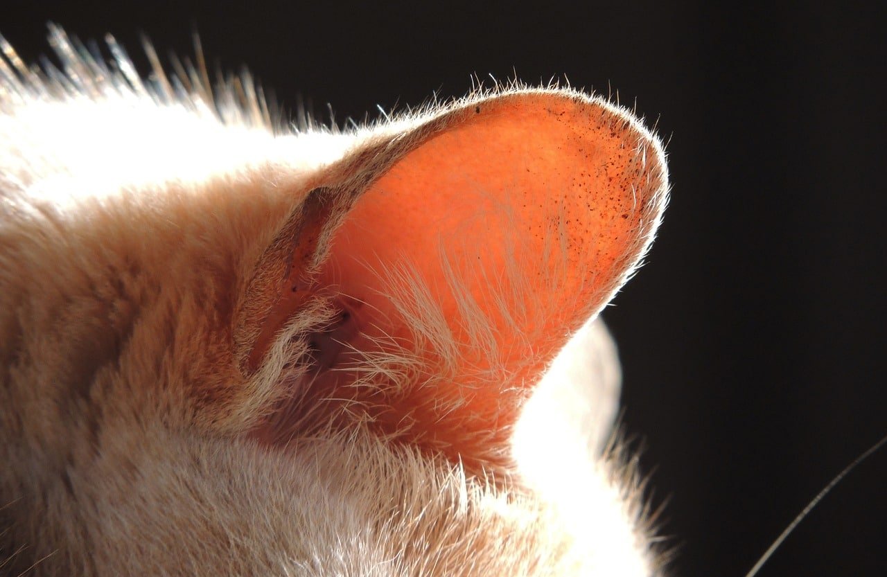 What Do Cat Ear Mites Look Like?