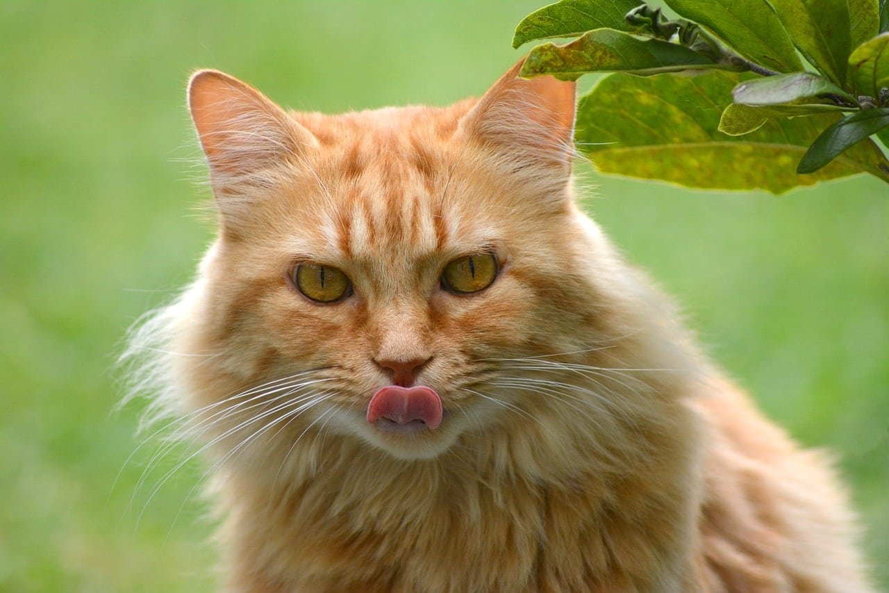 Cat’s Tongue Up Close