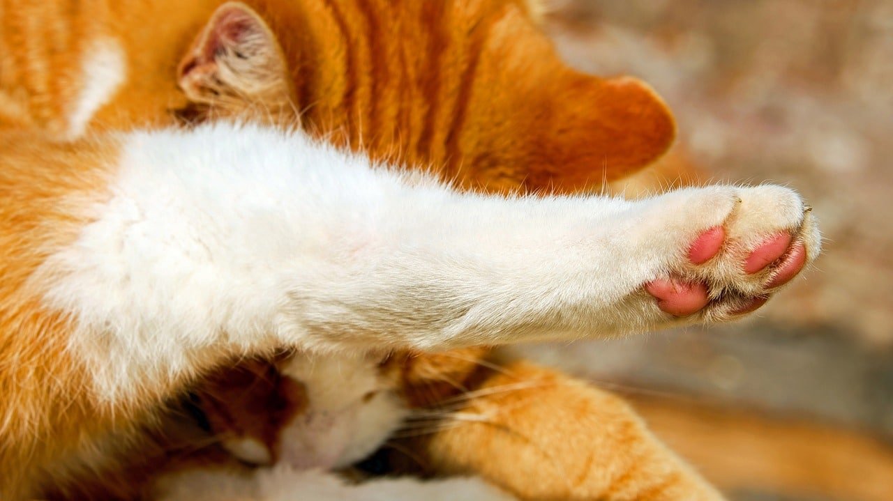 Why Does My Cat Put His Paw on Me? Understanding Feline Behavior and Bonding