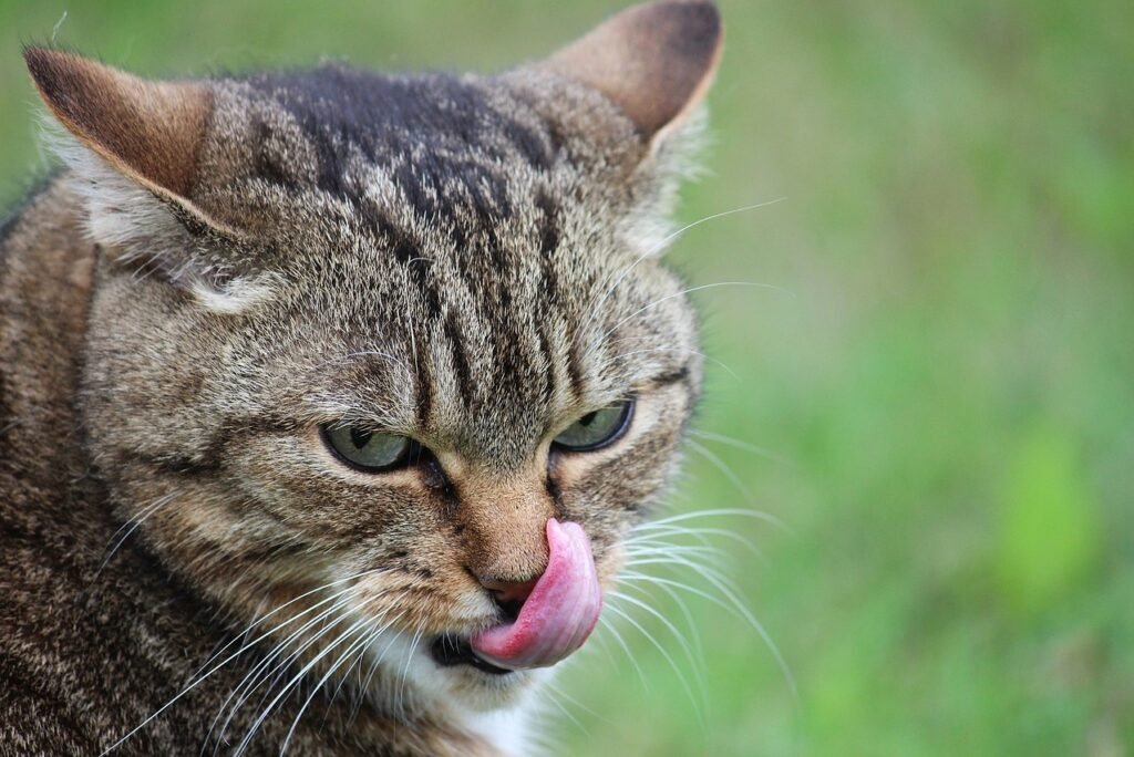 Why Is My Cat Sticking His Tongue Out and Breathing Heavily? Understanding the Causes and Solutions