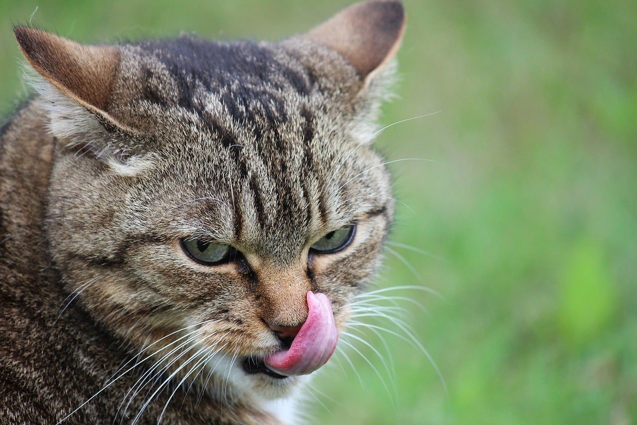 Black Marks on Your Cat’s Lips: Causes, Treatments, and Prevention