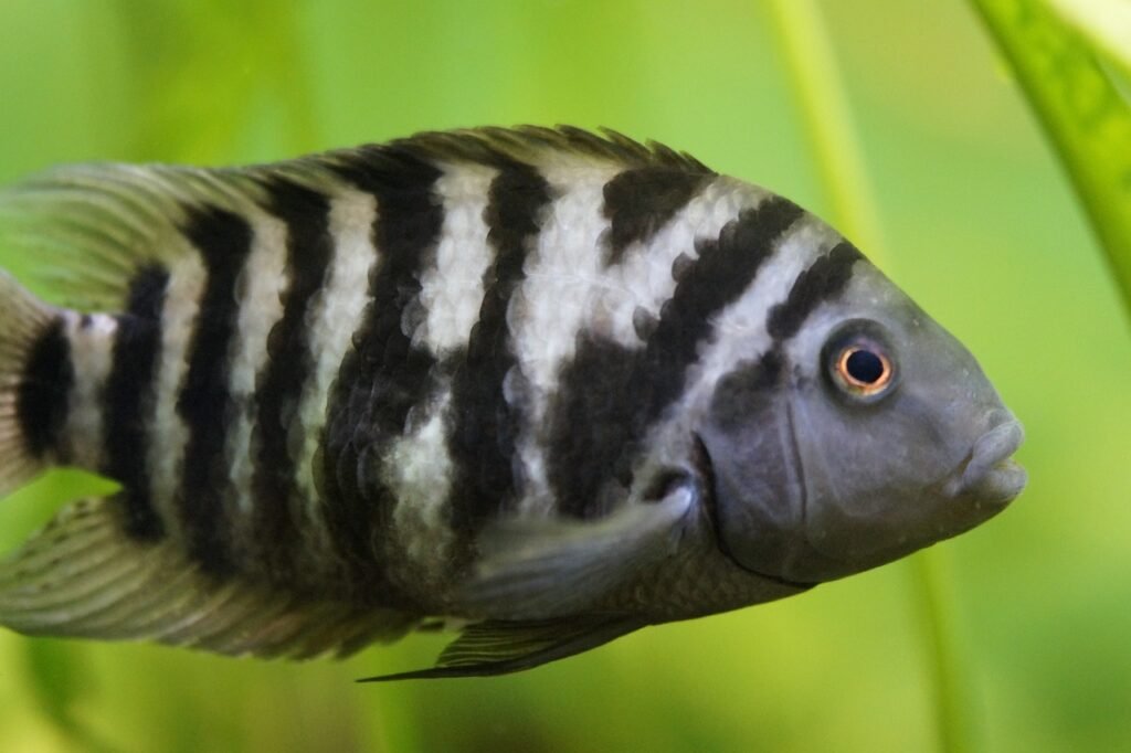 Rainbow severum cichlid