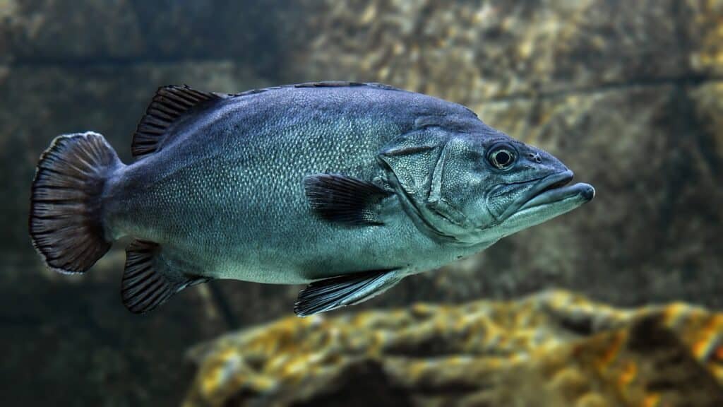 Wolf Cichlid