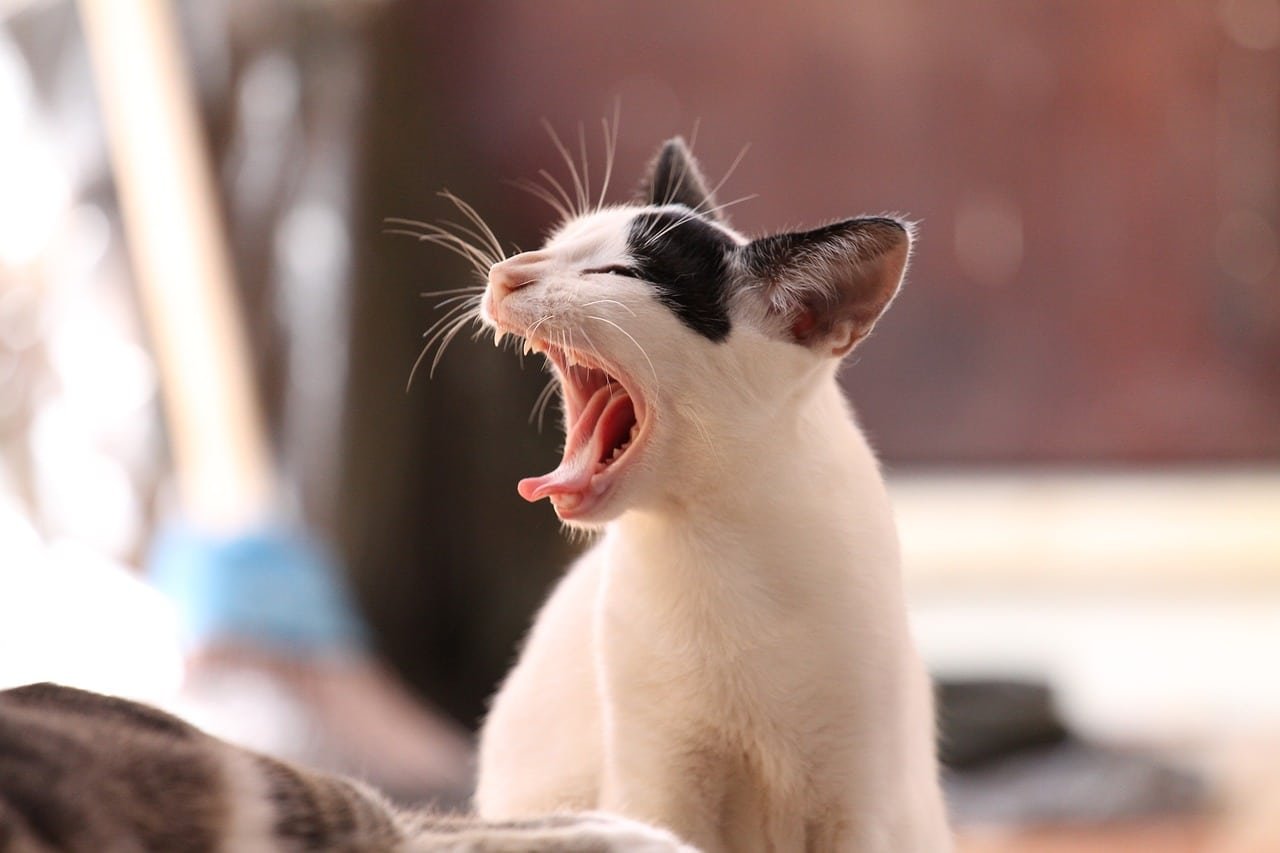 How Many Canine Teeth Do Cats Have?