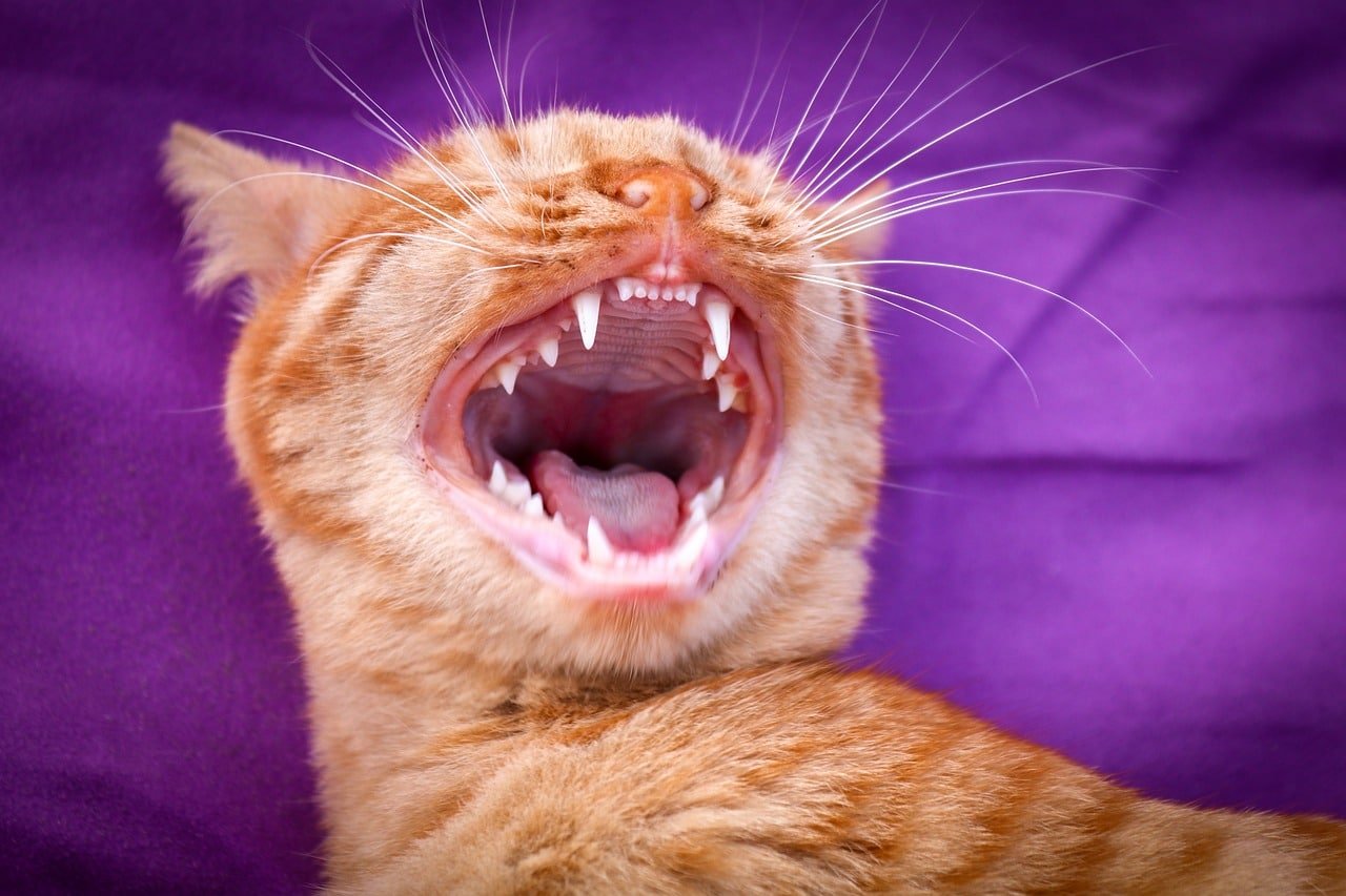 How Often Do Cats Need Dental Cleaning?