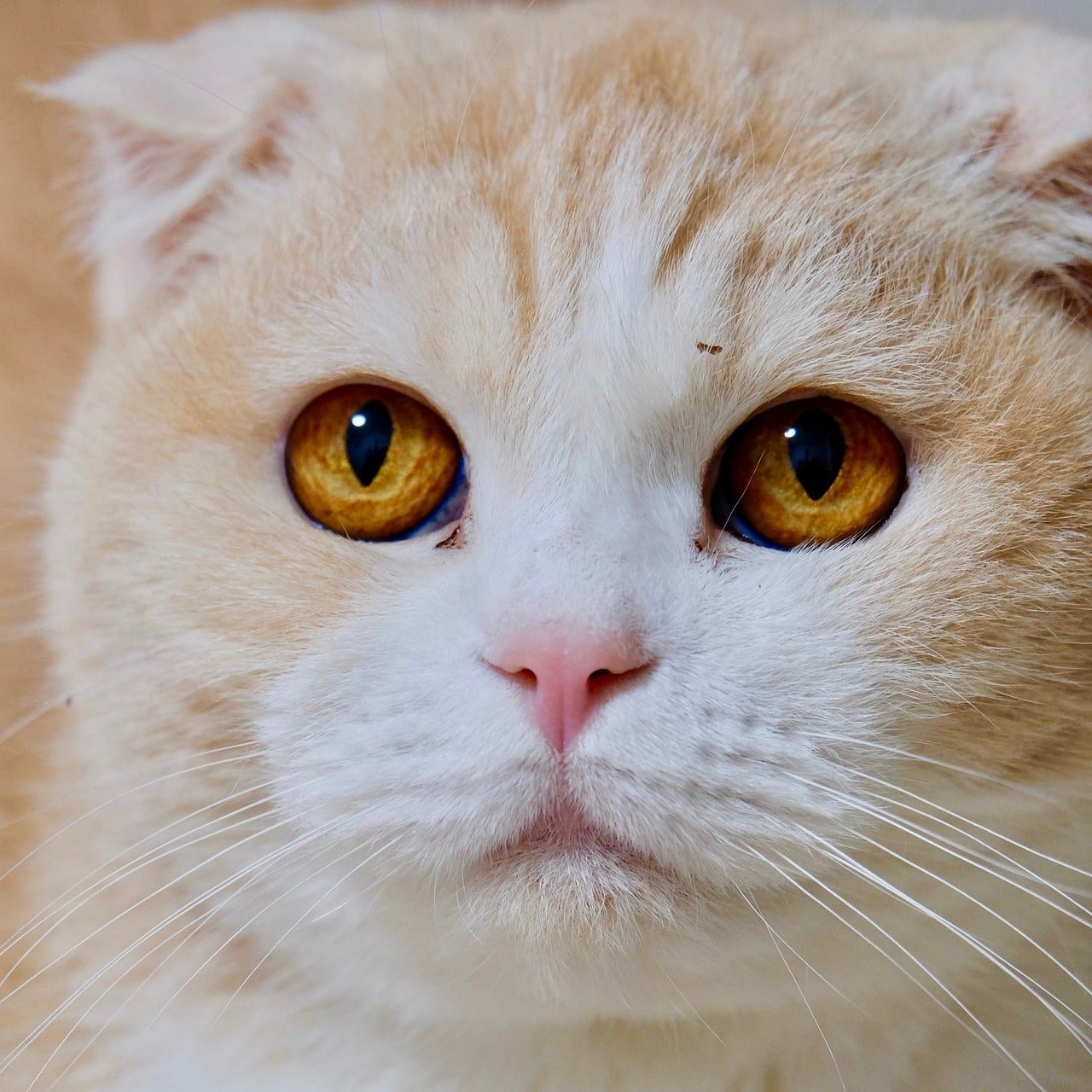 How to Treat a Cat with a Runny Nose: