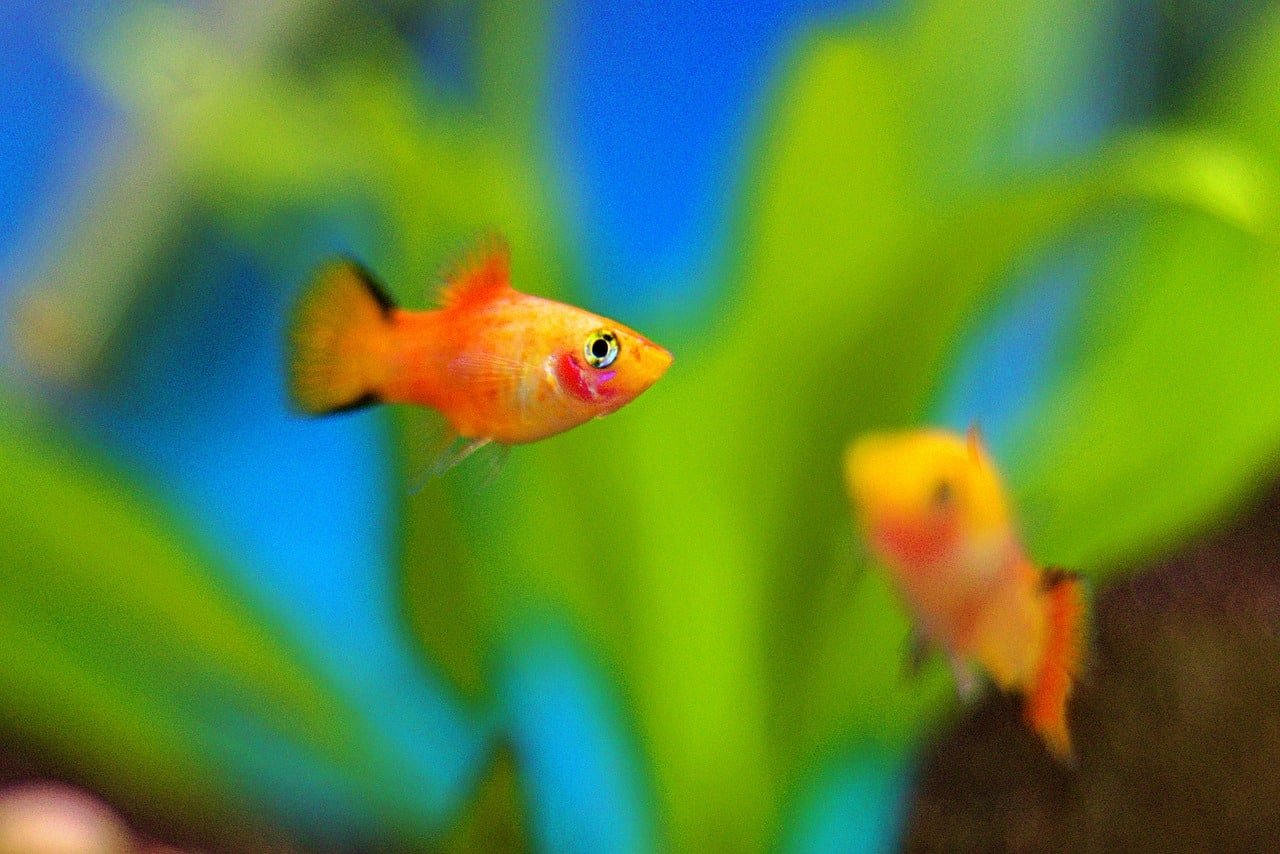 Blue Mickey Mouse Platy: Care, Breeding, and Health Tips