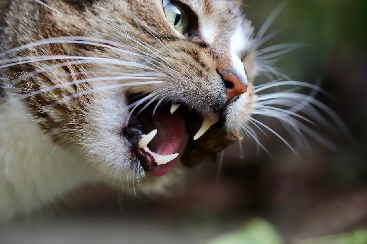 Why Do Cats Rub Their Teeth on You?