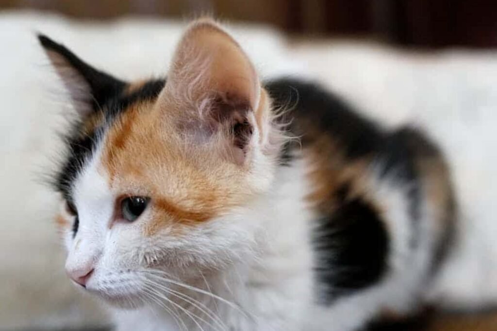 Cat Short Ears: Breeds, Care, and Health Implications