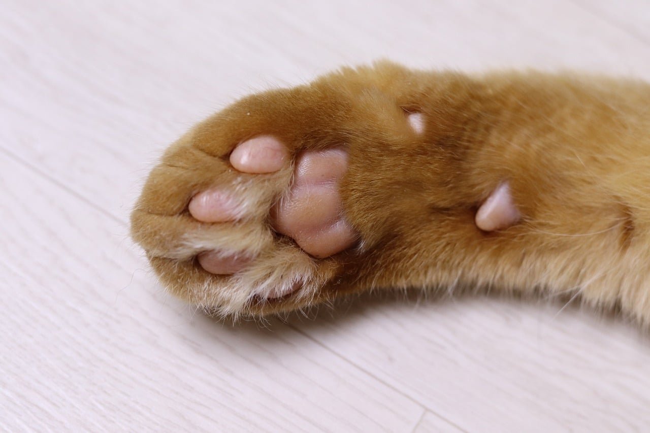 Why Does My Cat Keep Putting His Paw in His Water Bowl?