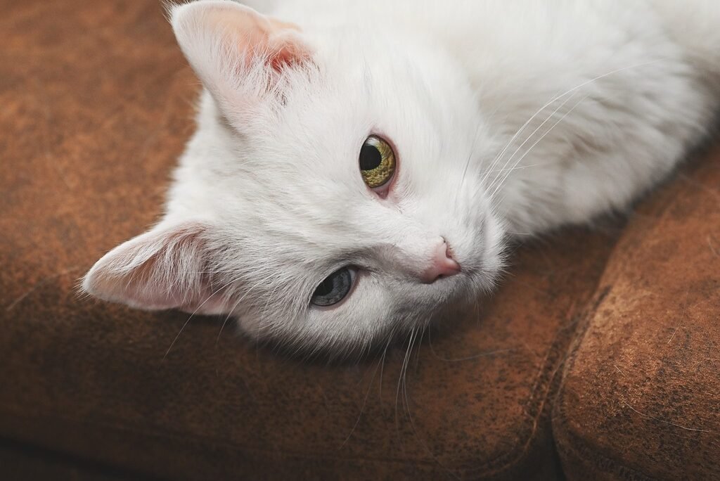 What Type of Hair is a Whisker on a Cat?