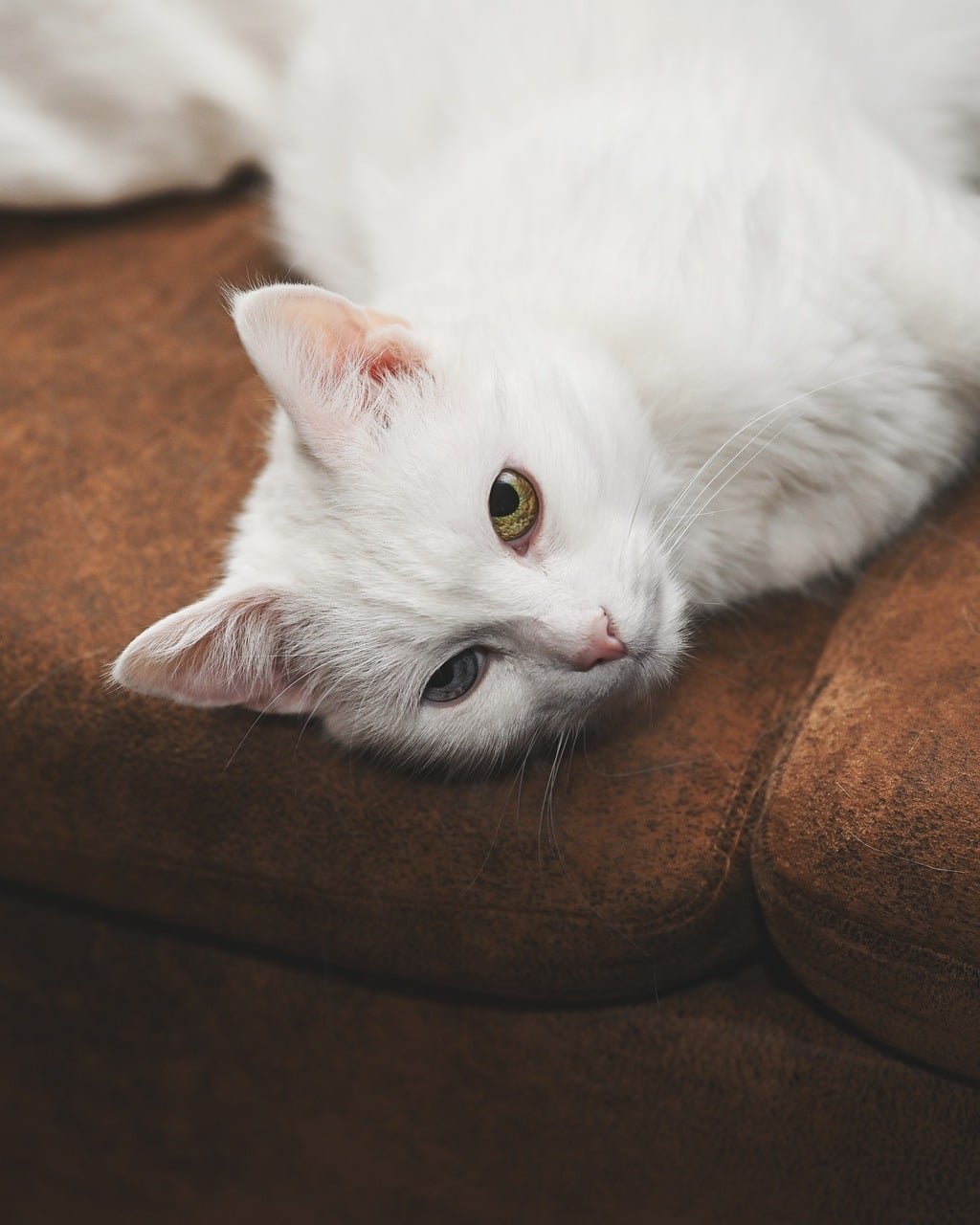 What Type of Hair is a Whisker on a Cat?