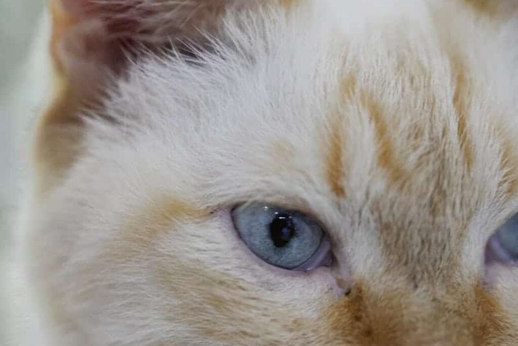 White Cat Ears: Health, Care, and Special Considerations