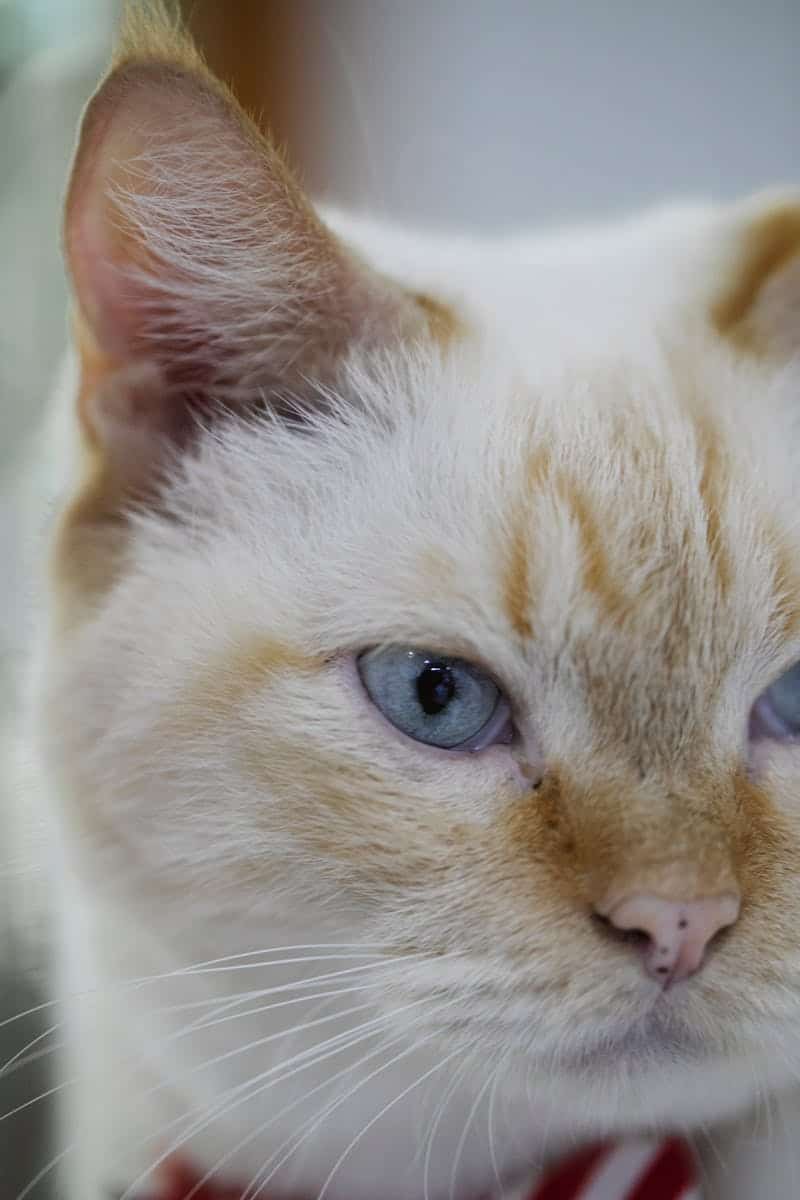 White Cat Ears: Health, Care, and Special Considerations