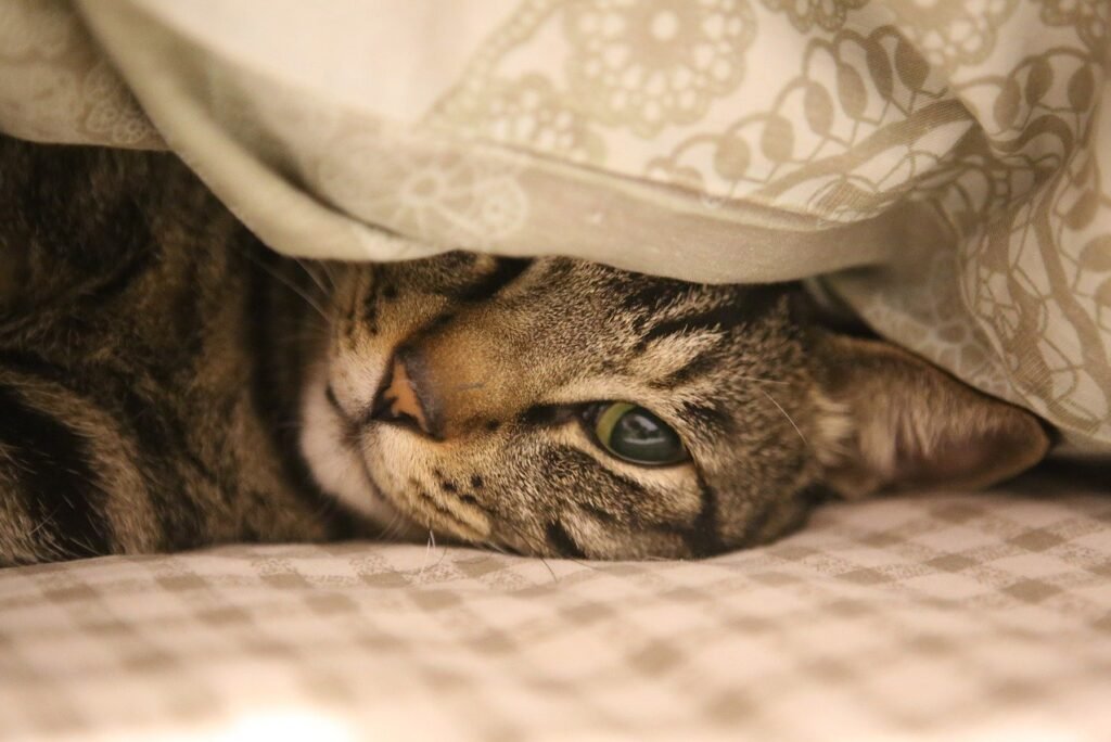 Why Is My Cat Hiding Under the Bed All of a Sudden?