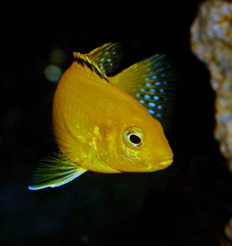 yellow lab cichlid