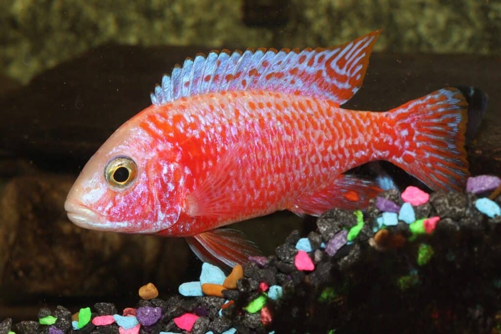 red severum cichlid