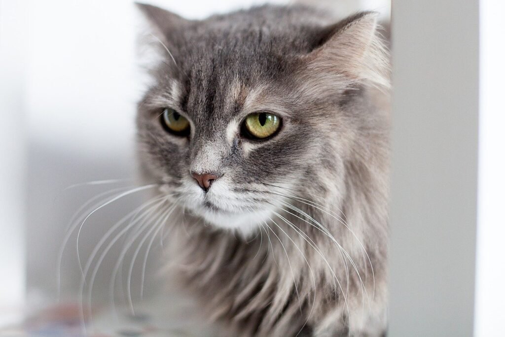 How to Tell If Your Cat Has Whisker Fatigue