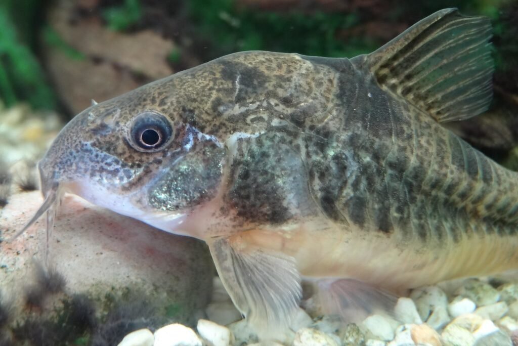 Julii Cory Catfish: Care, Habitat, and Breeding