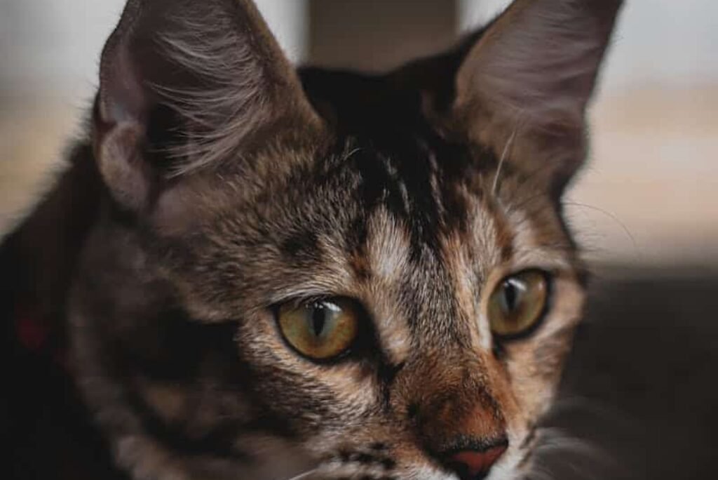 Cat Airplane Ears: Causes, Meanings