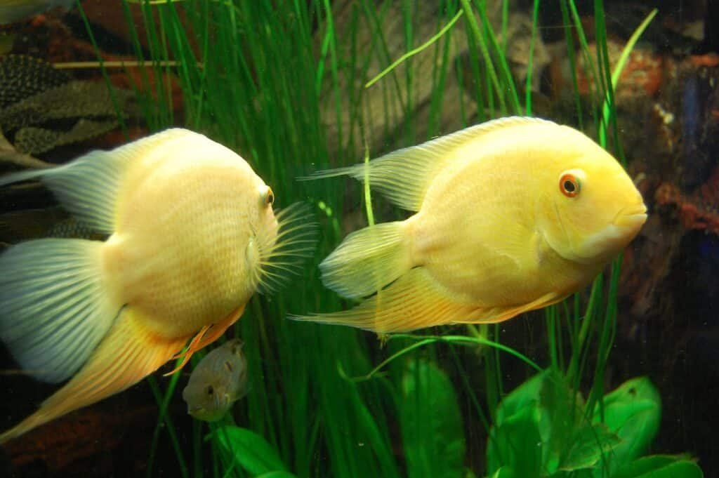 severum cichlid