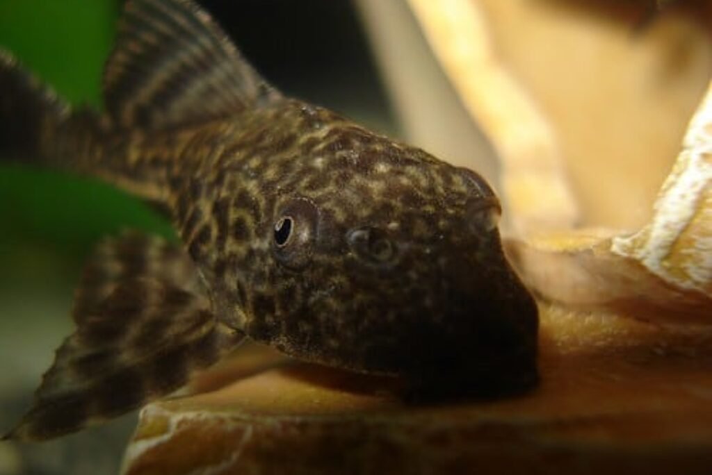 Clown Pleco: Care, Breeding, and Habitat