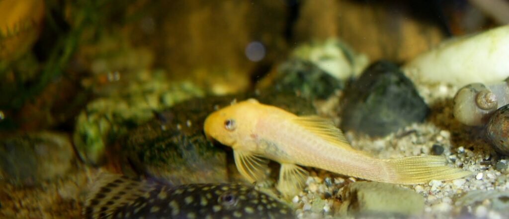 Albino Bristlenose Pleco