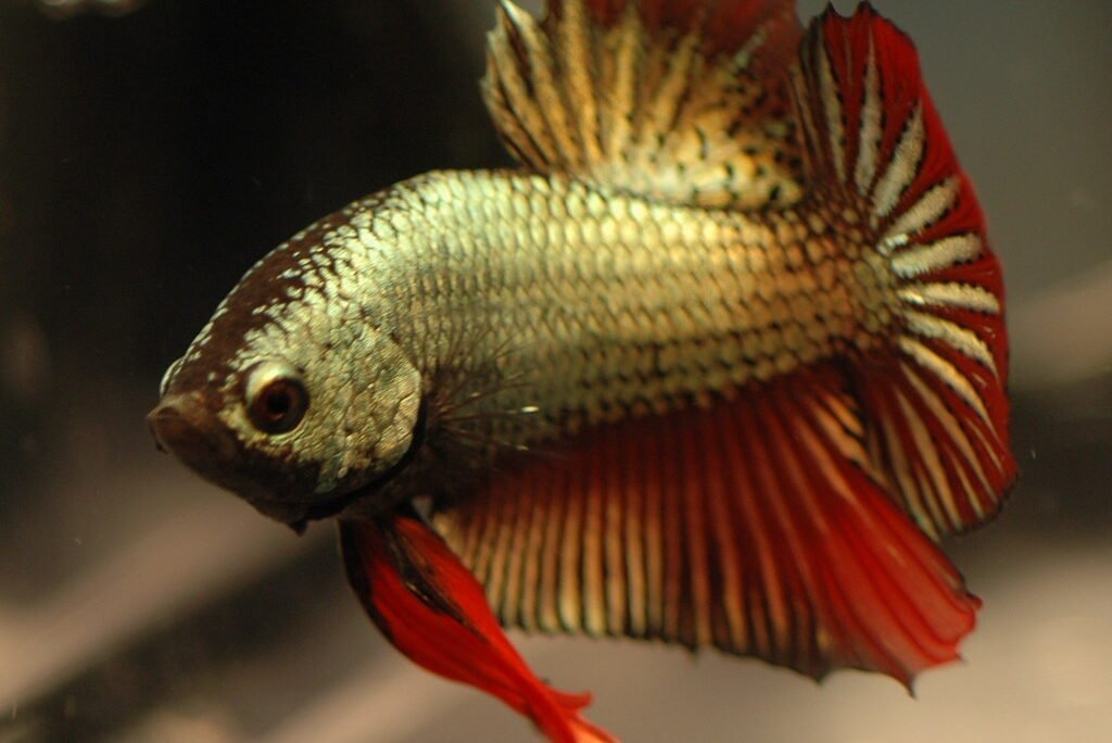 Betta Fish: Care, Habitat, and Breeding