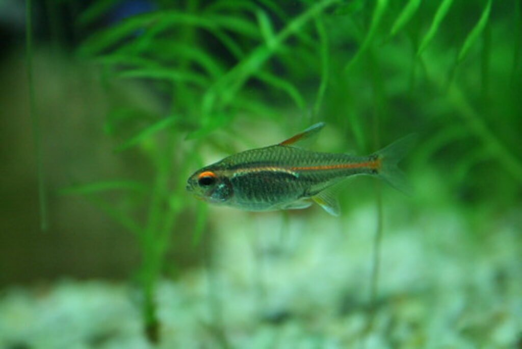 Bloodfin Tetra: Care, Breeding