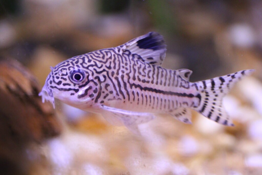 Panda Cory Catfish: Care, Habitat, and Breeding