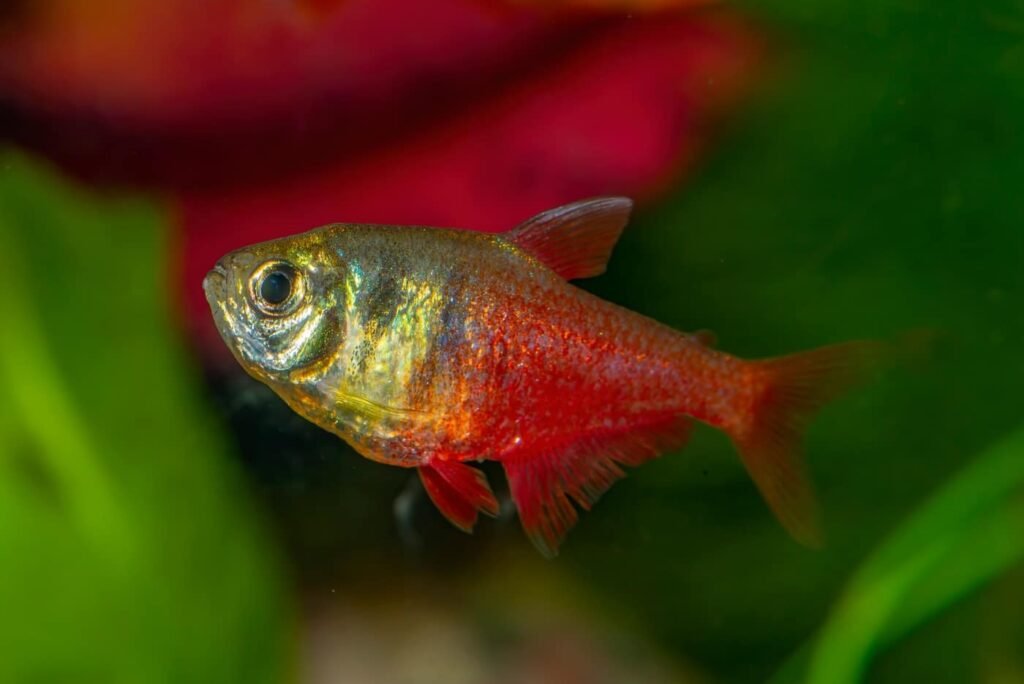 Rainbow Tetra