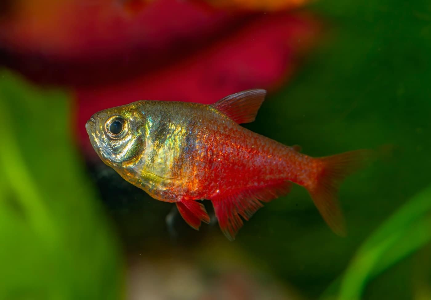 Flame Tetra: Care, Habitat, and Behavior