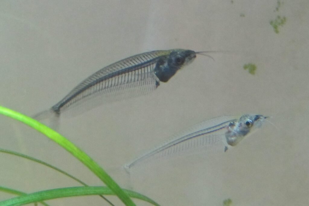 Glass Catfish: Care, Habitat, and Breeding