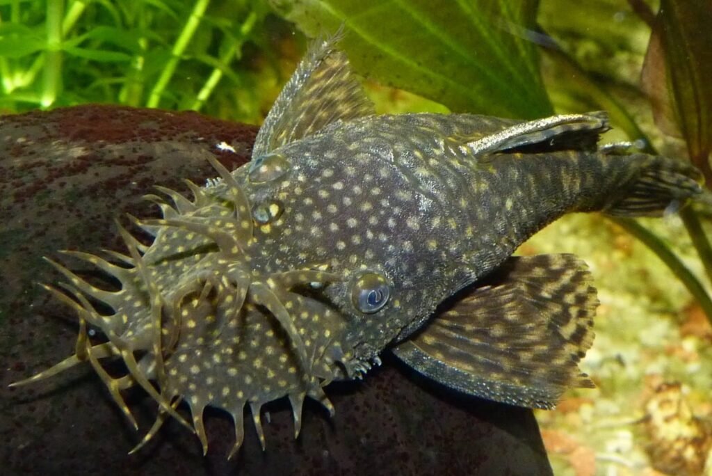 Green Dragon Bristlenose Pleco: Care, Habitat, and More