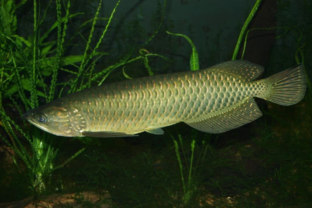 Jardini Arowana