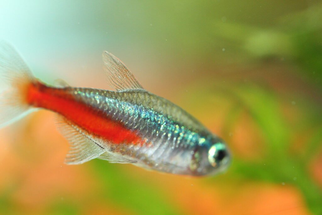 Neon Tetras: Care, Habitat, and Breeding