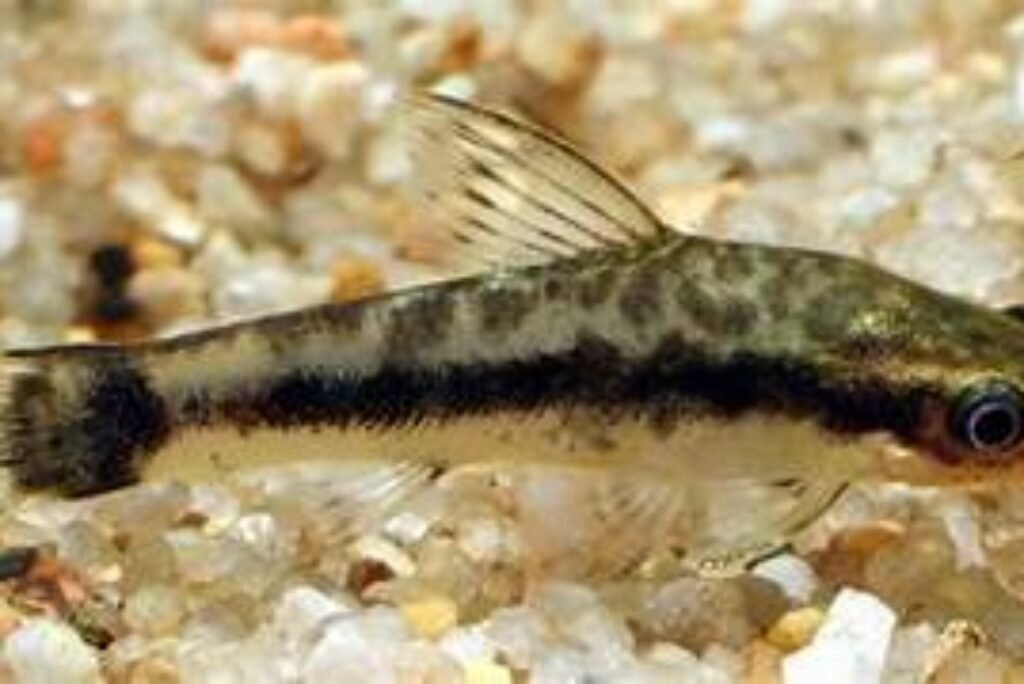 Otocinclus Catfish: Care, Habitat, and Breeding