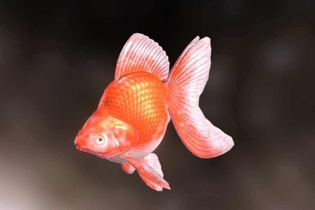 Jumbo Ryukin Goldfish: Care, Growth, and Beauty