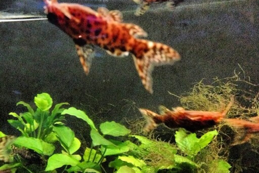 Upside Down Catfish: