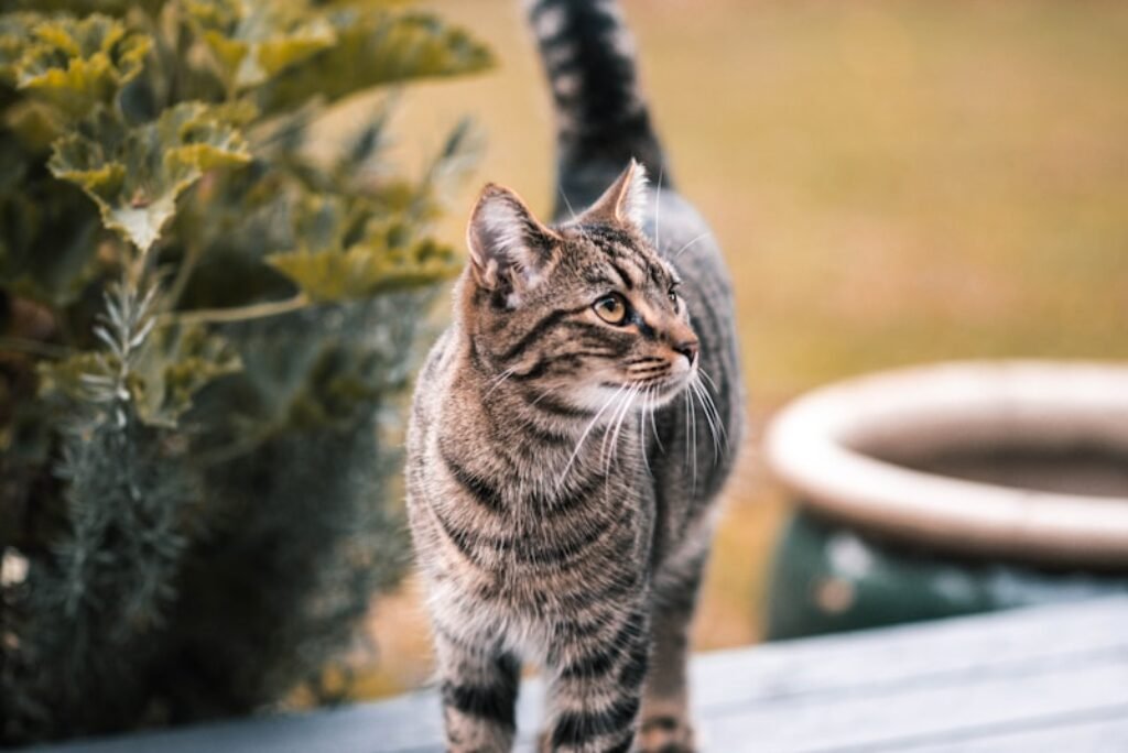 Why Is My Cat Losing Hair at the Base of Her Tail?